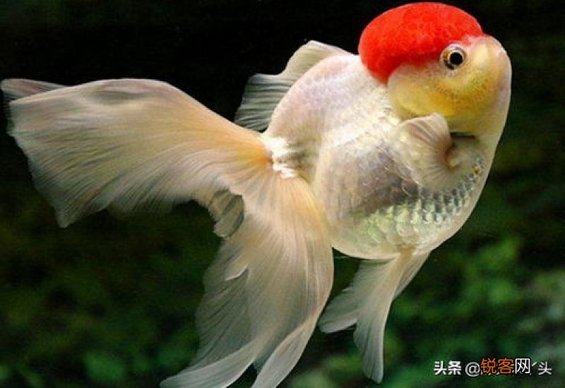 兰寿鱼温度多少