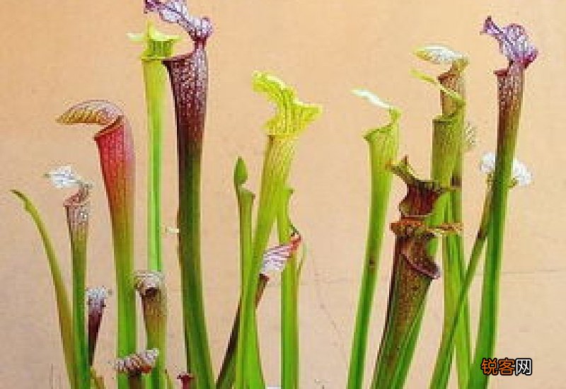 瓶子草开花要剪掉吗