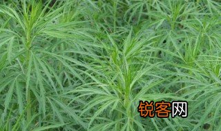 蒌蒿满地芦芽短中的蒌蒿和芦芽的意思 蒌蒿满地芦芽短中的蒌蒿和芦芽的解释