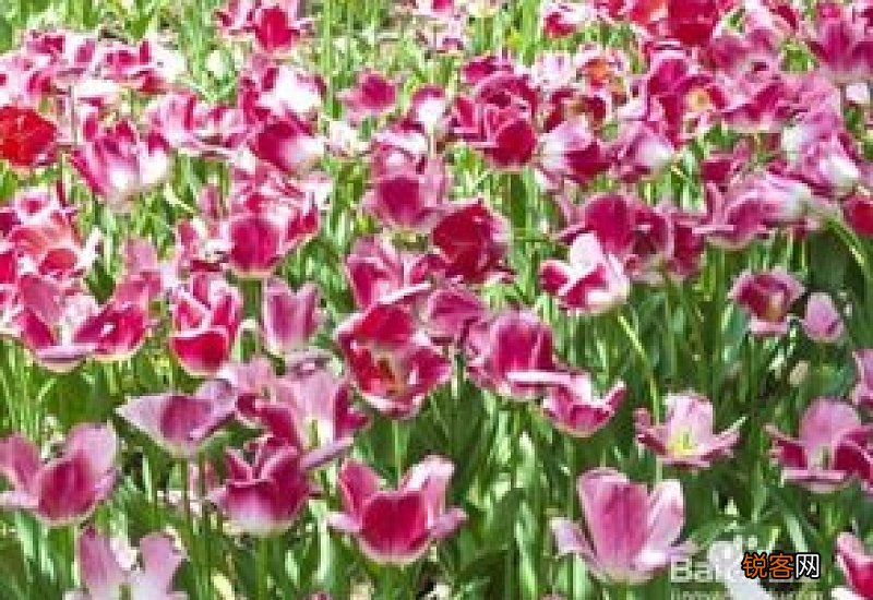 2021春节前后开花的花卉有哪些