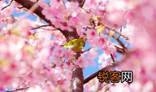 描写樱花的优美句子 关于描写樱花的优美句子