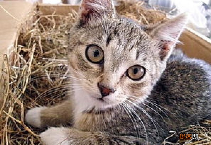 小猫排便多久一次