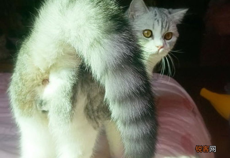 南方猫咪冬天怎么保暖