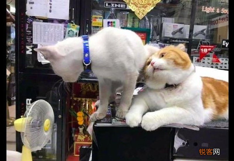 猫闻猫的菊花是什么意思