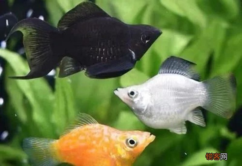 玛丽鱼喂食量