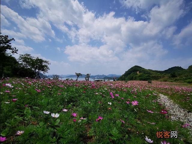 “ 闲花开石竹,幽叶吐蔷薇”的古诗意境如何拍摄？