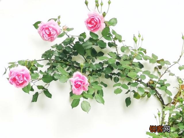 “ 闲花开石竹,幽叶吐蔷薇”的古诗意境如何拍摄？