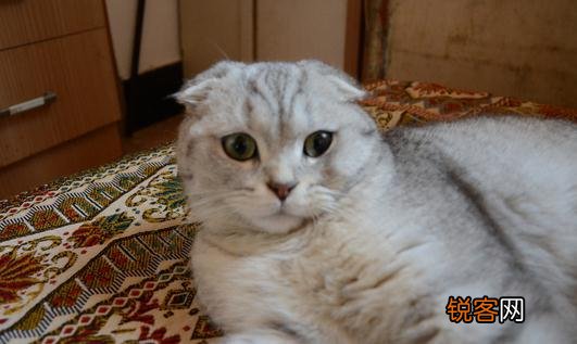 苏格兰折耳猫的养殖方法是什么?
