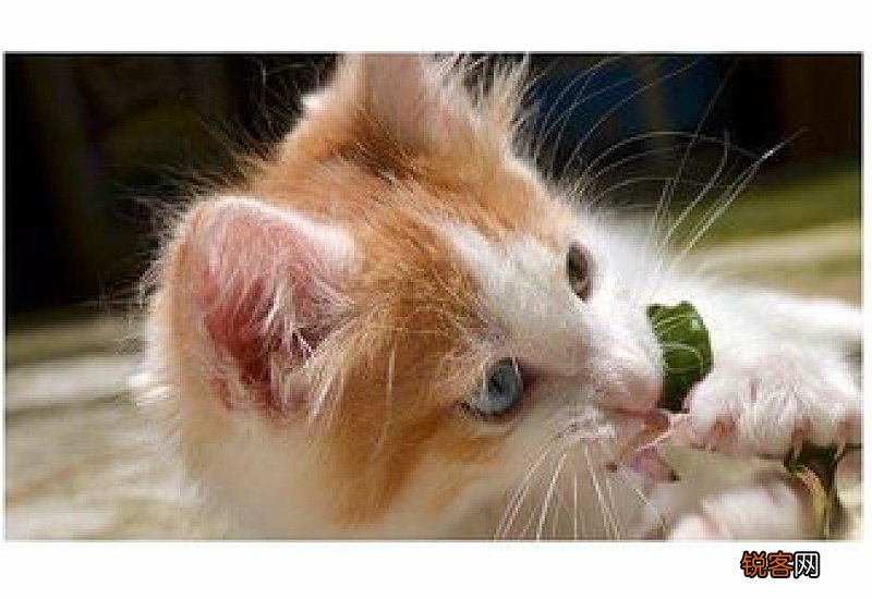 猫三联每年补一针是什么时候