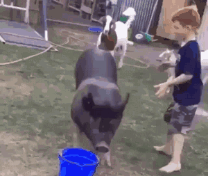 遇到搞笑类GIF要不要收藏？你保存的最搞笑的十张GIF是什么？