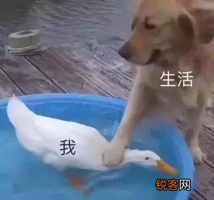 你见过最搞笑的图片是什么？