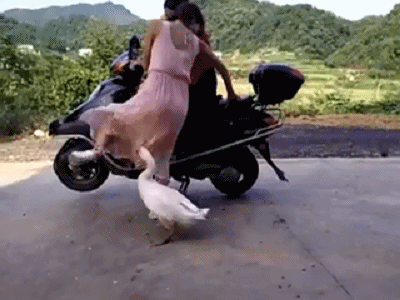 你们都收藏了哪些有意思的表情包和gif？