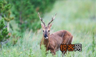 保护野生动物的资料 保护野生动物的内容