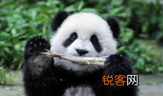 大熊猫的资料100字 大熊猫的资料有什么