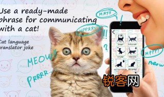 meow什么意思中文 meow单词造句介绍