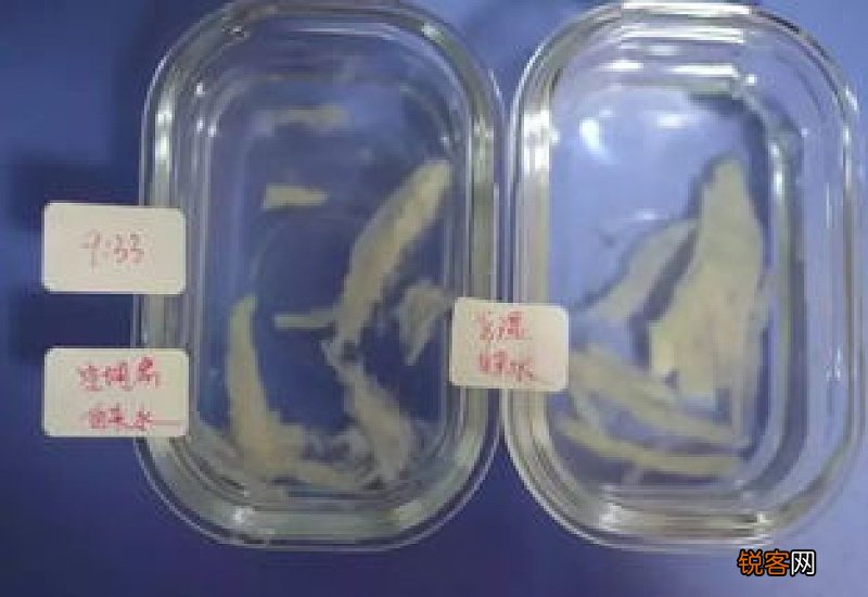 燕窝泡发快好还是慢好
