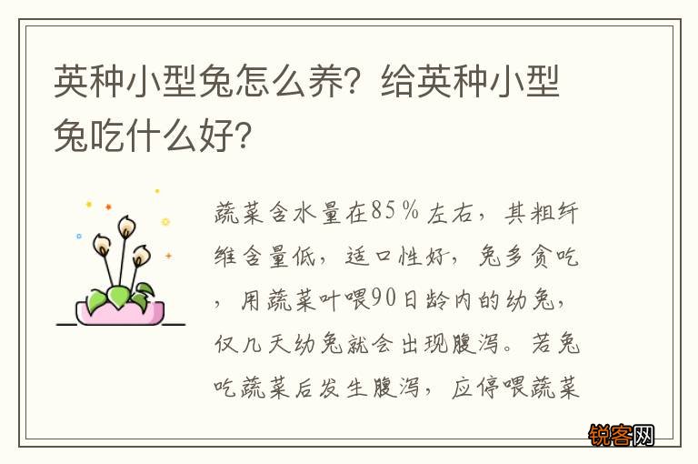 英种小型兔怎么养？给英种小型兔吃什么好？