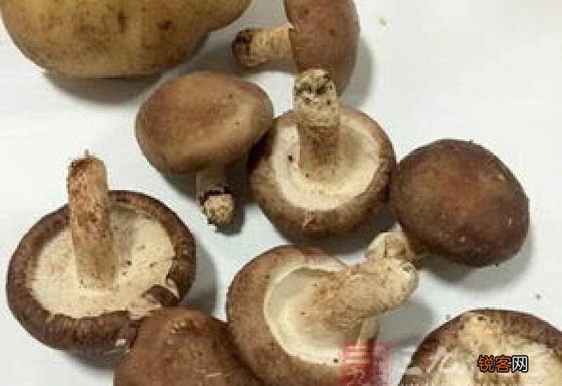 榛蘑的营养价值是什么 吃榛蘑的好处有哪些