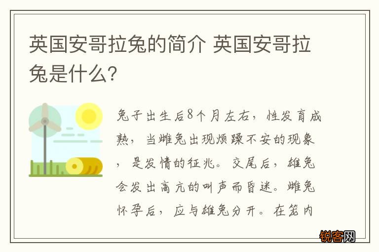 英国安哥拉兔的简介 英国安哥拉兔是什么？