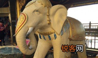 大象的具体寓意 大象的寓意