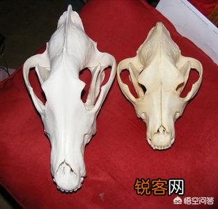 成年的北美大灰狼有多么厉害？可以打得过比特犬吗？为什么？