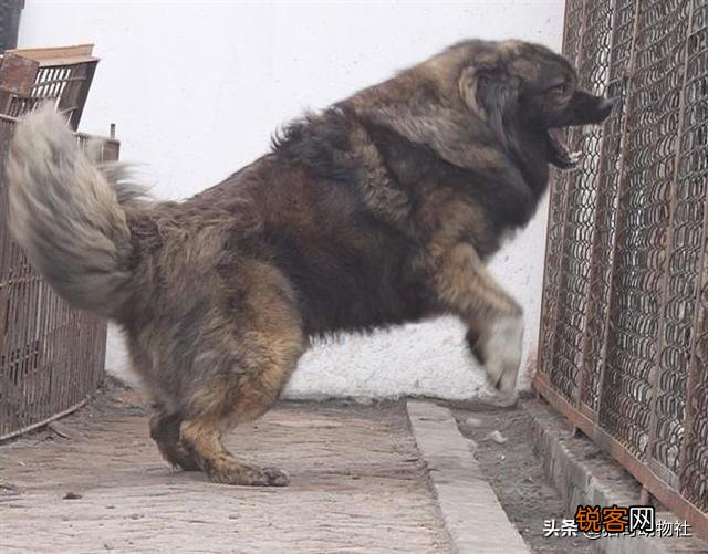 高加索犬能够击败北美灰狼吗？