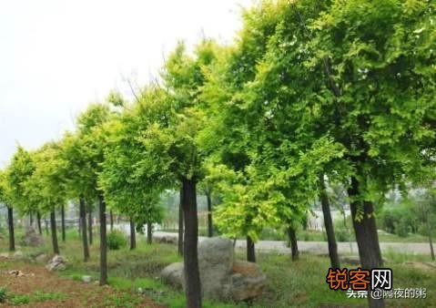 榆树分布在广东什么地方？