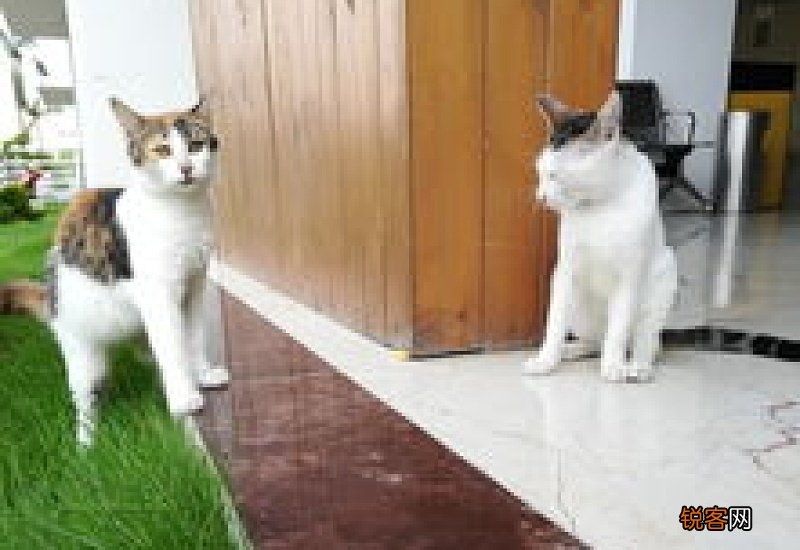 可以喂野猫吃什么
