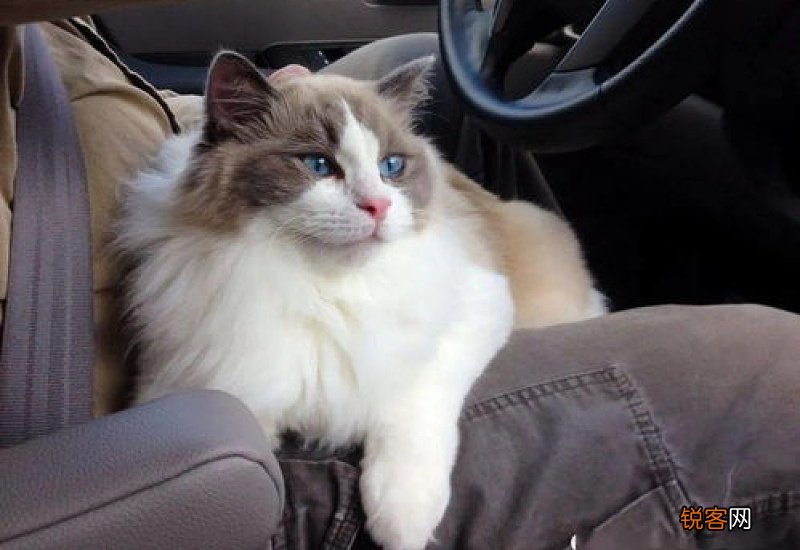 怎样带猫咪外出