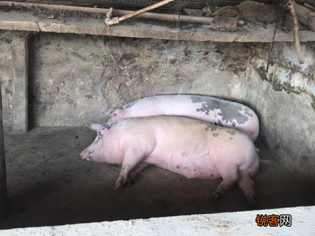 农村杀猪没有经过排酸现杀现吃,这样的猪肉吃了不会有问题吧？