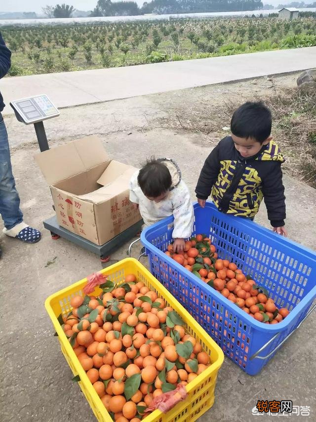 开一家水果店一般在哪里批发进货？有没有网上电商进货渠道呢？