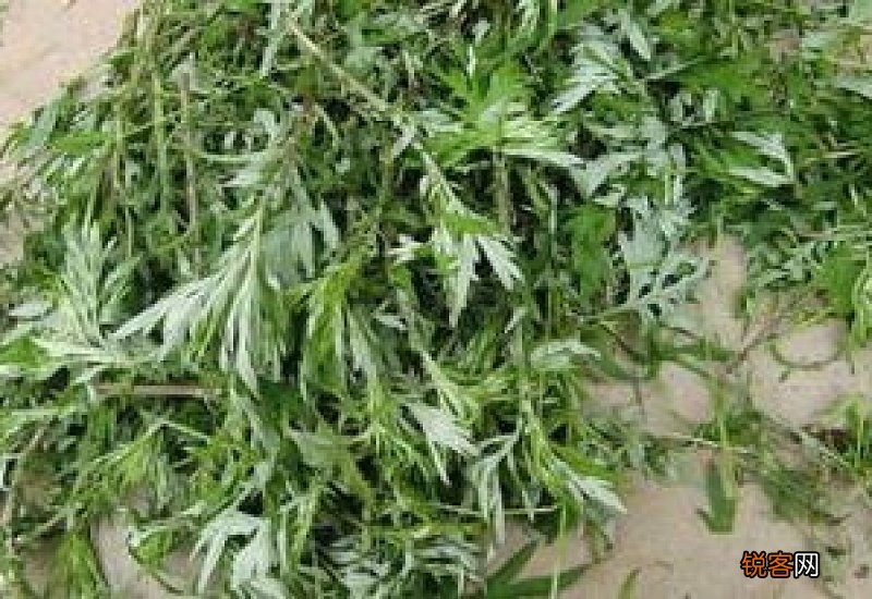 艾草泡脚艾草要煮多久