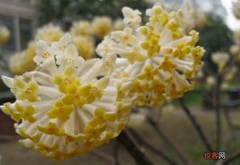 结香花寿命