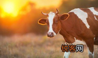 老黄牛象征的意义是什么 老黄牛象征着什么呢