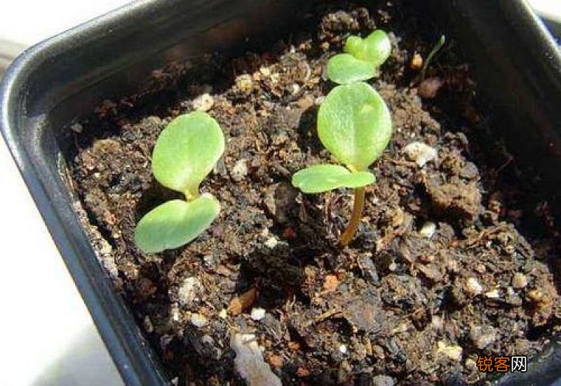 凤仙花生长的时间 凤仙花生长的时间是几月份