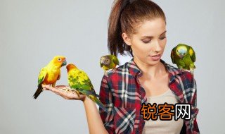 雏是什么意思 雏怎么理解