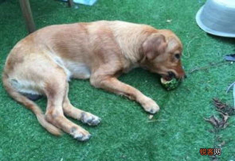 狗狗细小康复不吃东西只喝水