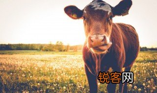 请问动物的反刍是什么意思 动物的反刍是什么意思