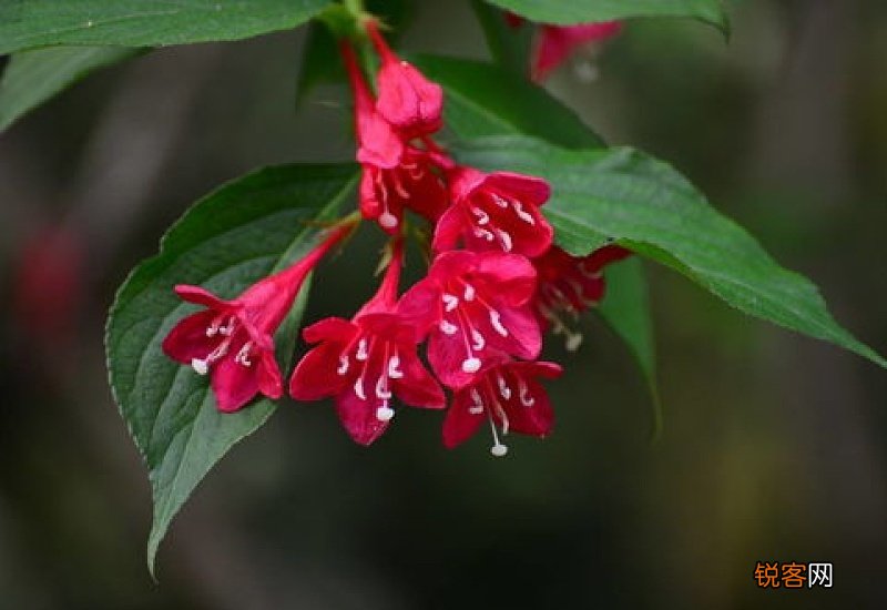 红王子锦带什么时候开花