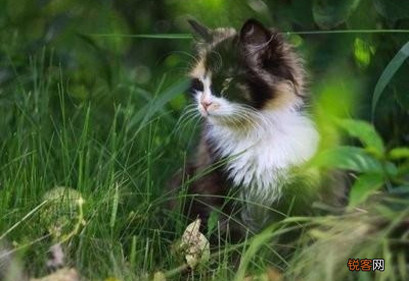 猫咪耳朵热是怎么回事