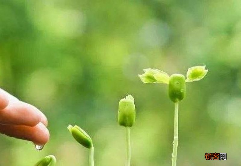 芹菜生长周期多少天了