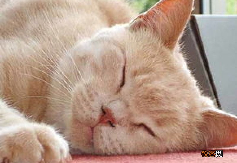 猫白天拉屎正常晚上拉稀