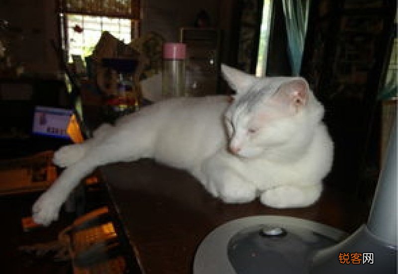 猫总掉毛