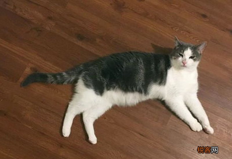 给猫咪催吐的方法