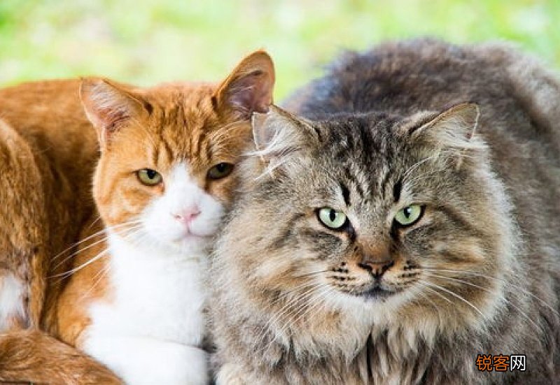 养两只猫好吗