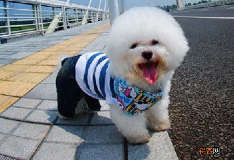 比熊犬不能吃什么食物