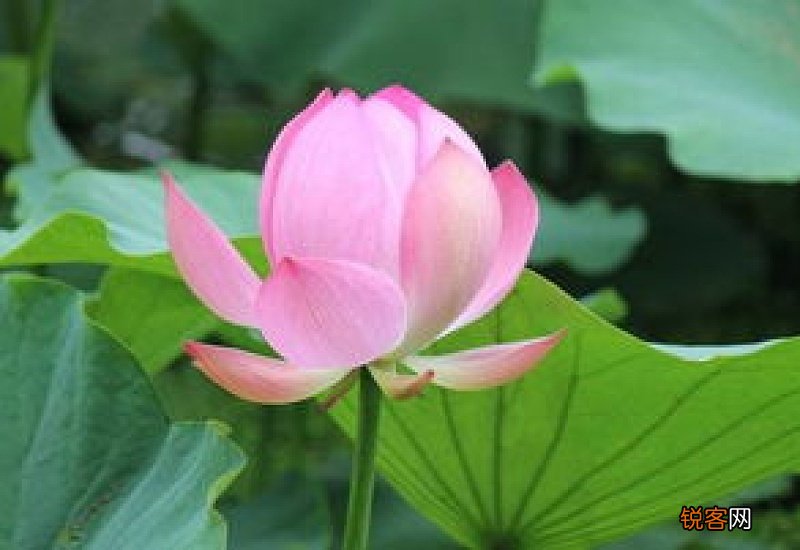 夏天有什么花开 夏天有什么花