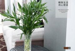 龙竹一般养几根好