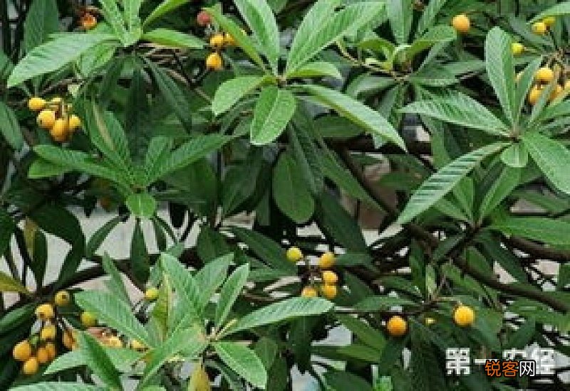 枇杷树几年结果:至少也要三年以上 枇杷树几年结果