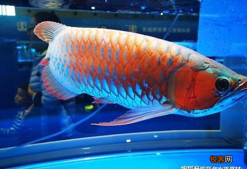 造浪泵对鱼有影响吗